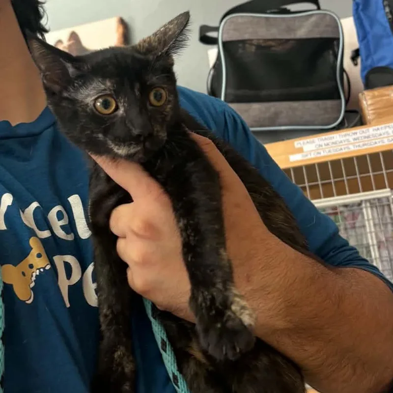 A baby small-sized female Tortoiseshell Domestic Short Hair cat named Bella Chino Hills for adoption in Chino Hills, CA