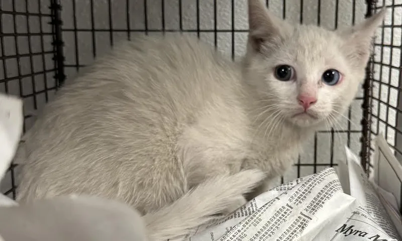 A baby small-sized female Domestic Short Hair cat named Esther for adoption in Van Nuys, CA