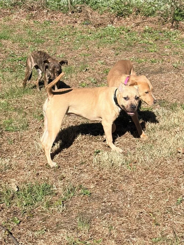 Gigi The Gorgeous thumbnail 3