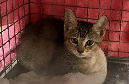 A baby small-sized female Domestic Short Hair cat named Polly for adoption in Honolulu, HI