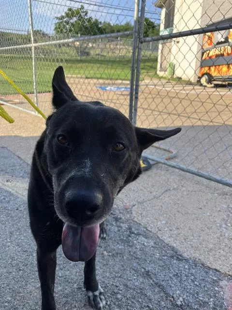 An adult large-sized male Mixed Breed dog named Rain for adoption in Dallas, TX