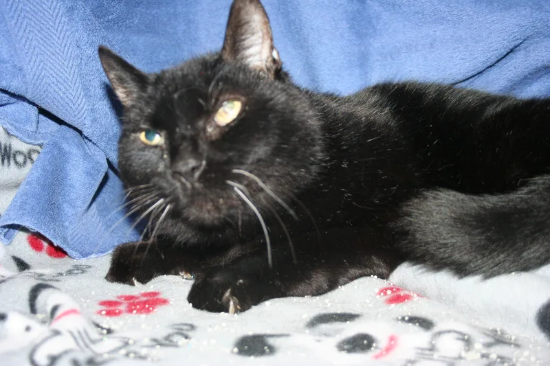 An adult medium-sized male Black Domestic Short Hair cat named Mister Gidion for adoption in Howell, MI
