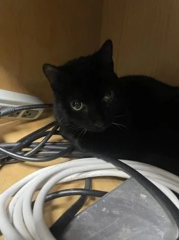 Mister Gidion thumbnail 2