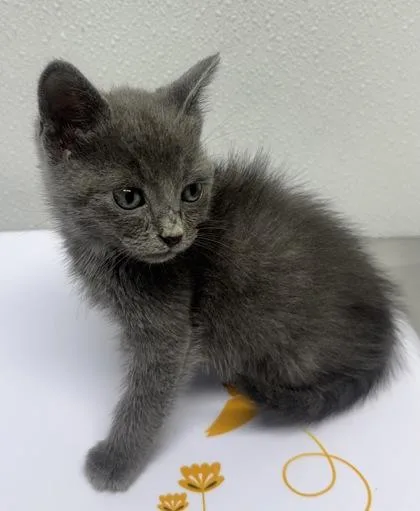 A baby small-sized male Domestic Short Hair cat named Wally for adoption in West Chester, PA
