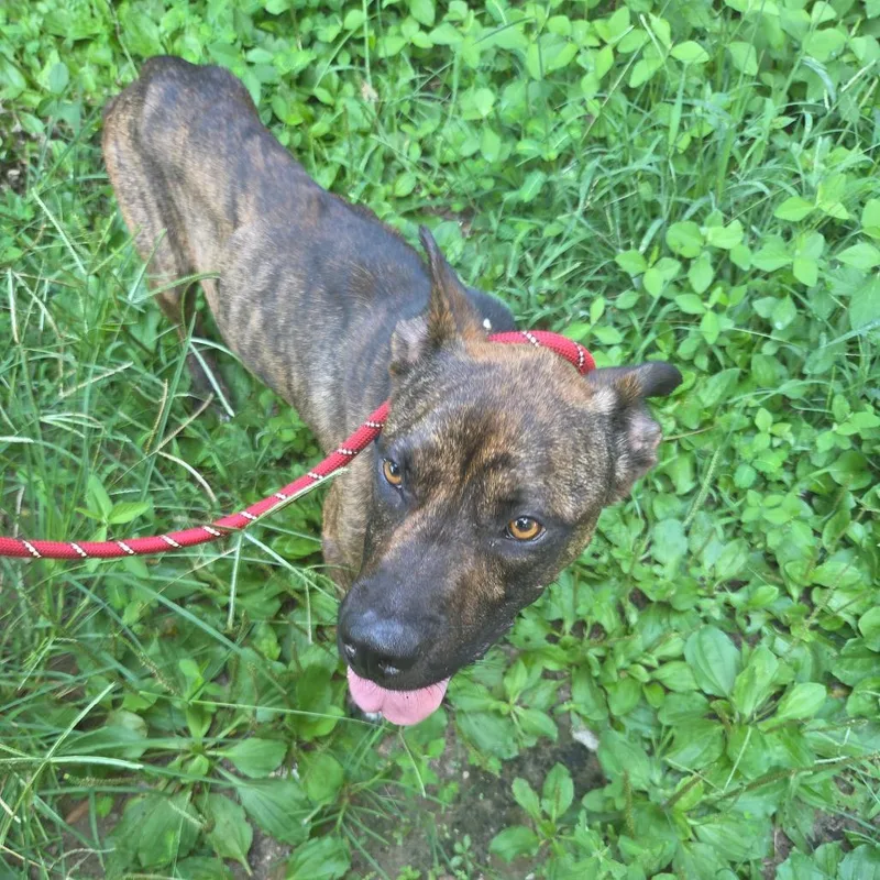 An adult medium-sized male Brindle Pit Bull Terrier dog named StraystAvenue"BlackJack" for adoption in Columbus, GA