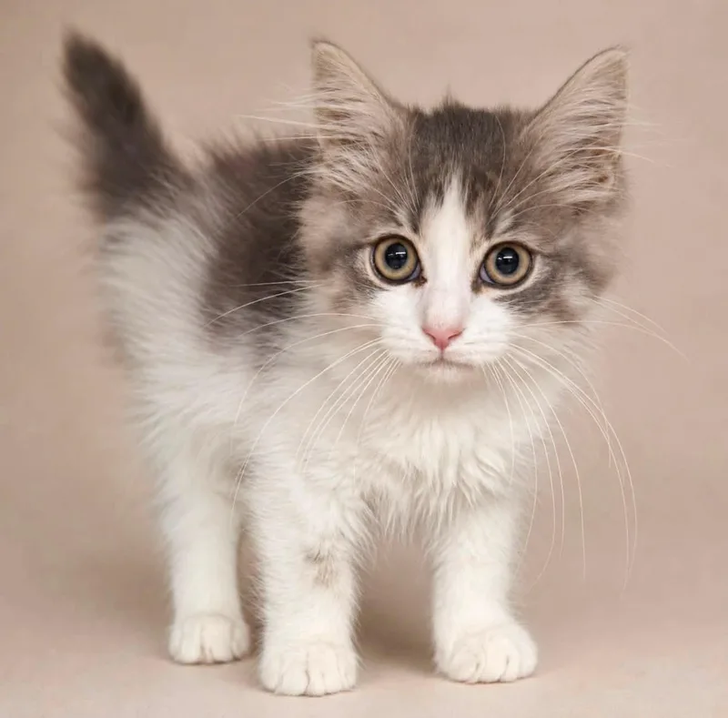 A baby medium-sized female Gray & White Domestic Long Hair cat named Katia for adoption in Wyandotte, MI