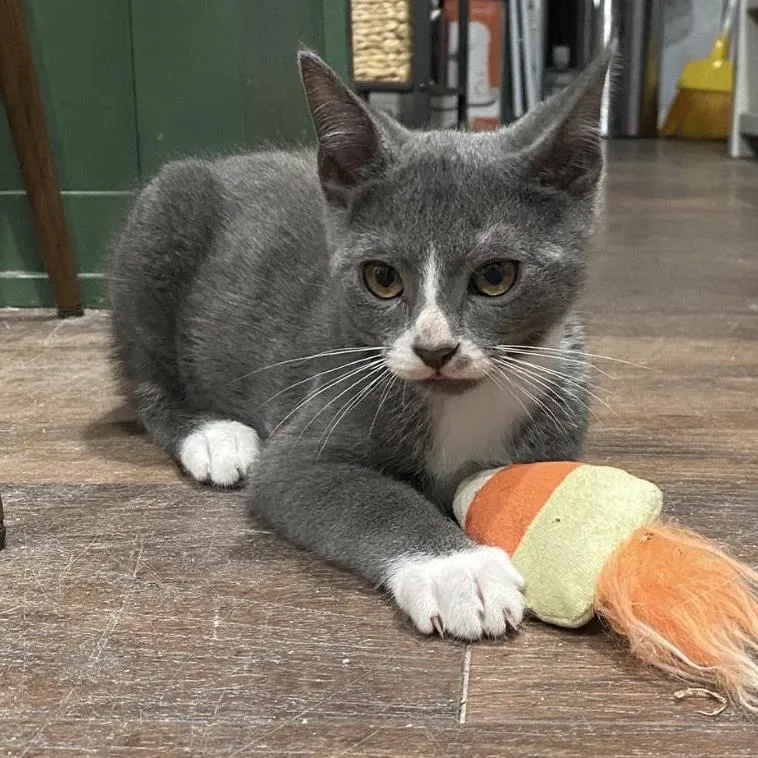 A baby small-sized male Gray / Blue / Silver Domestic Short Hair cat named Sprout for adoption in Los Angeles, CA