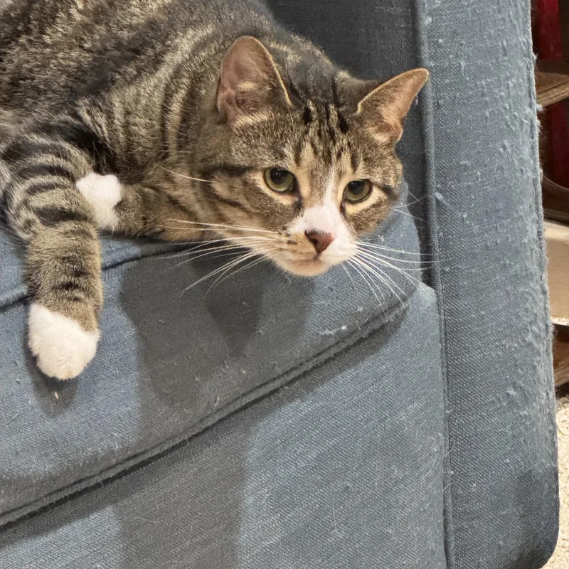 Mowgli  Welcome To thumbnail 2