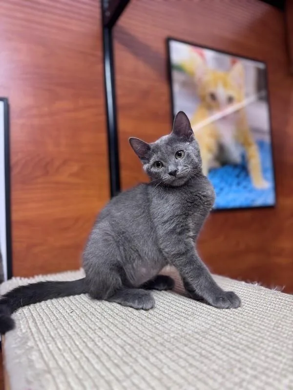 A young medium-sized female Gray / Blue / Silver Domestic Short Hair cat named Vienna for adoption in North Babylon, NY