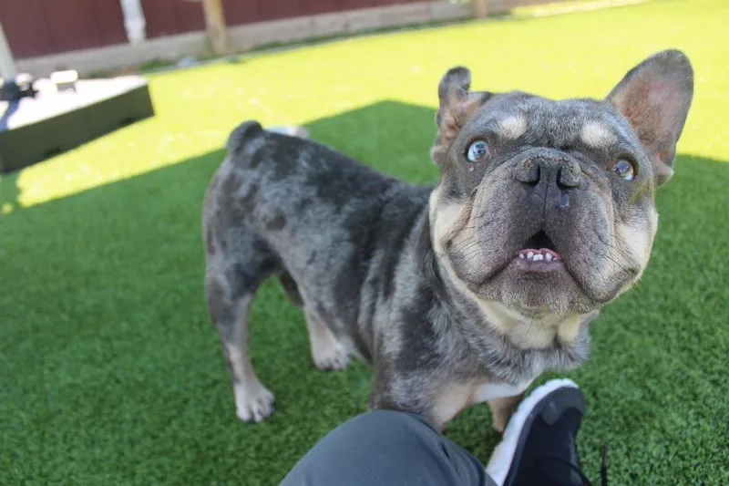 An adult medium-sized male Merle (Blue) French Bulldog dog named Milo for adoption in Chestertown, MD