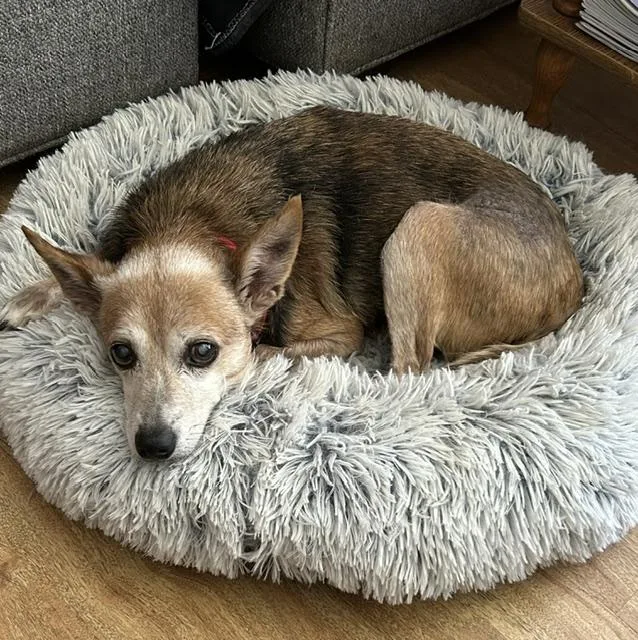 A senior small-sized male Brown / Chocolate Corgi dog named Jax for adoption in Irmo, SC