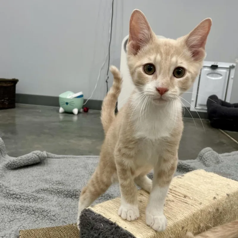 A baby medium-sized male Buff / Tan / Fawn Domestic Short Hair cat named Plato for adoption in Fairmont, WV