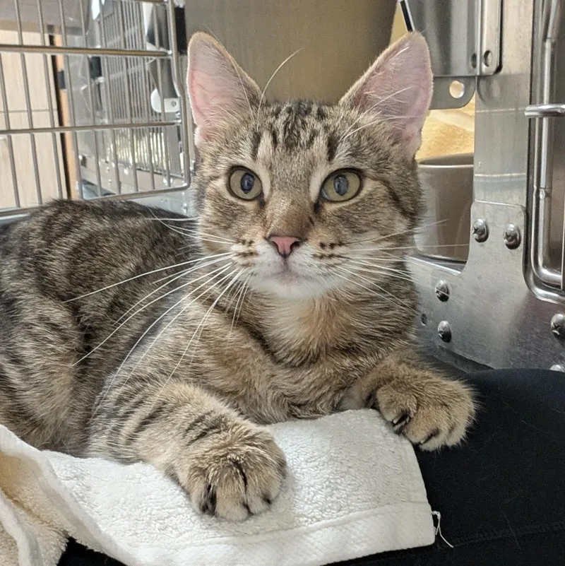 An adult medium-sized female Domestic Short Hair cat named Scarlette for adoption in Shoreline, WA