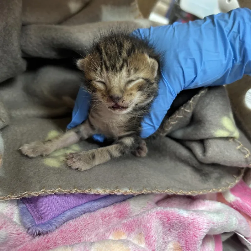 A baby small-sized male Black Domestic Short Hair cat named George for adoption in Bastrop, TX