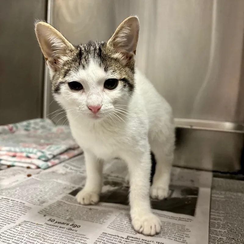 A baby small-sized male White Domestic Short Hair cat named Crumbl Cookie for adoption in Austin, TX