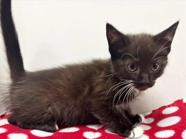 A baby small-sized female Domestic Short Hair cat named Jina for adoption in Sacramento, CA