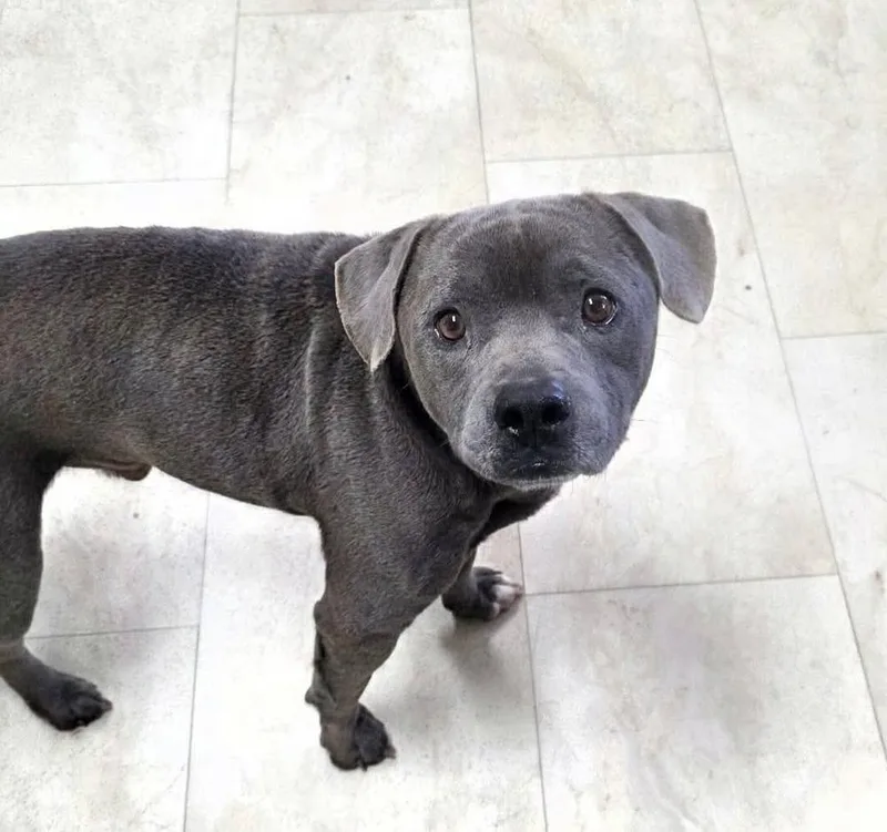 An adult medium-sized male Gray / Blue / Silver Pit Bull Terrier dog named Scooby for adoption in Syracuse, NY