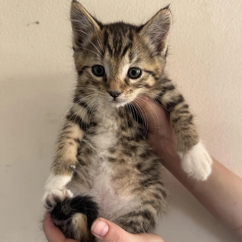A young medium-sized male Tabby (Buff / Tan / Fawn) Domestic Short Hair cat named Nimbus for adoption in Sunnyside, WA