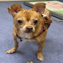 A senior small-sized male Brown / Chocolate Chihuahua dog named Chico for adoption in Ramona, CA