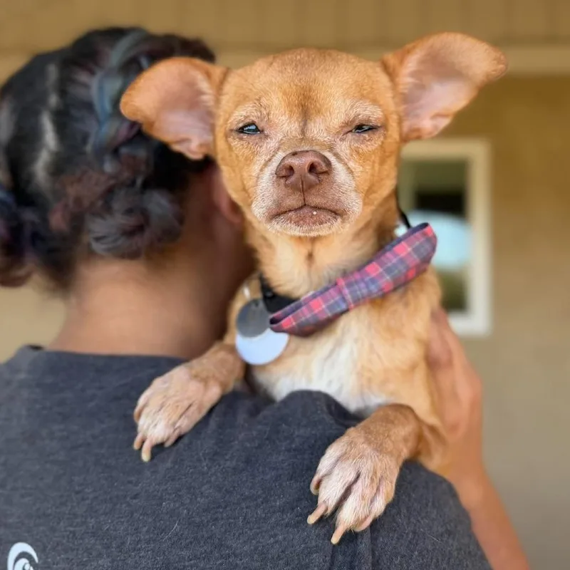 Chico thumbnail 2