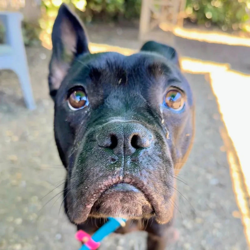 A young medium-sized male American Bulldog dog named Cubby for adoption in Oakland, CA