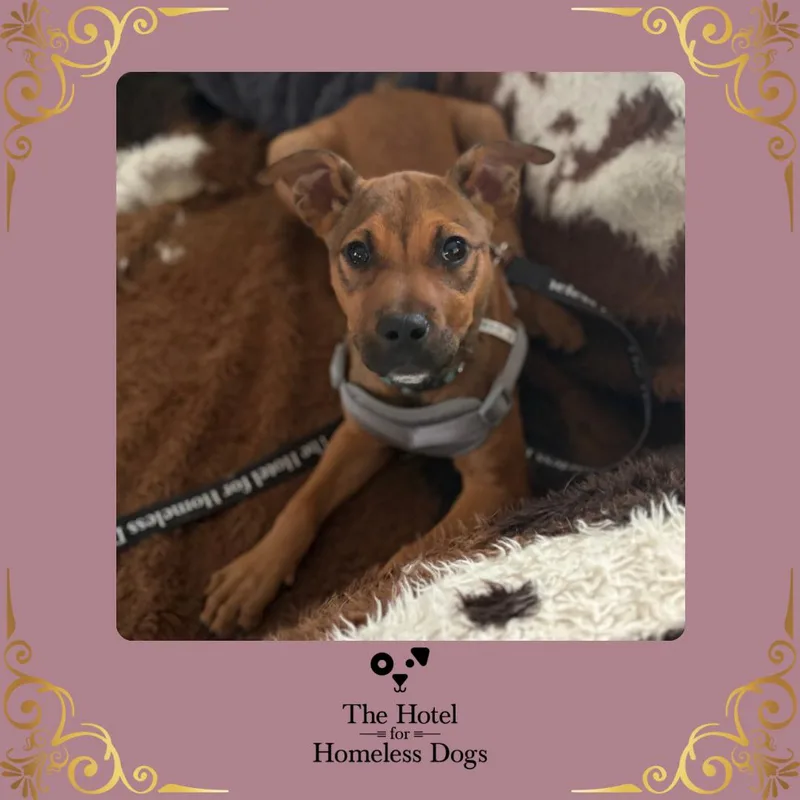 A baby medium-sized female Golden Labrador Retriever dog named Strawberry for adoption in Cumberland, RI