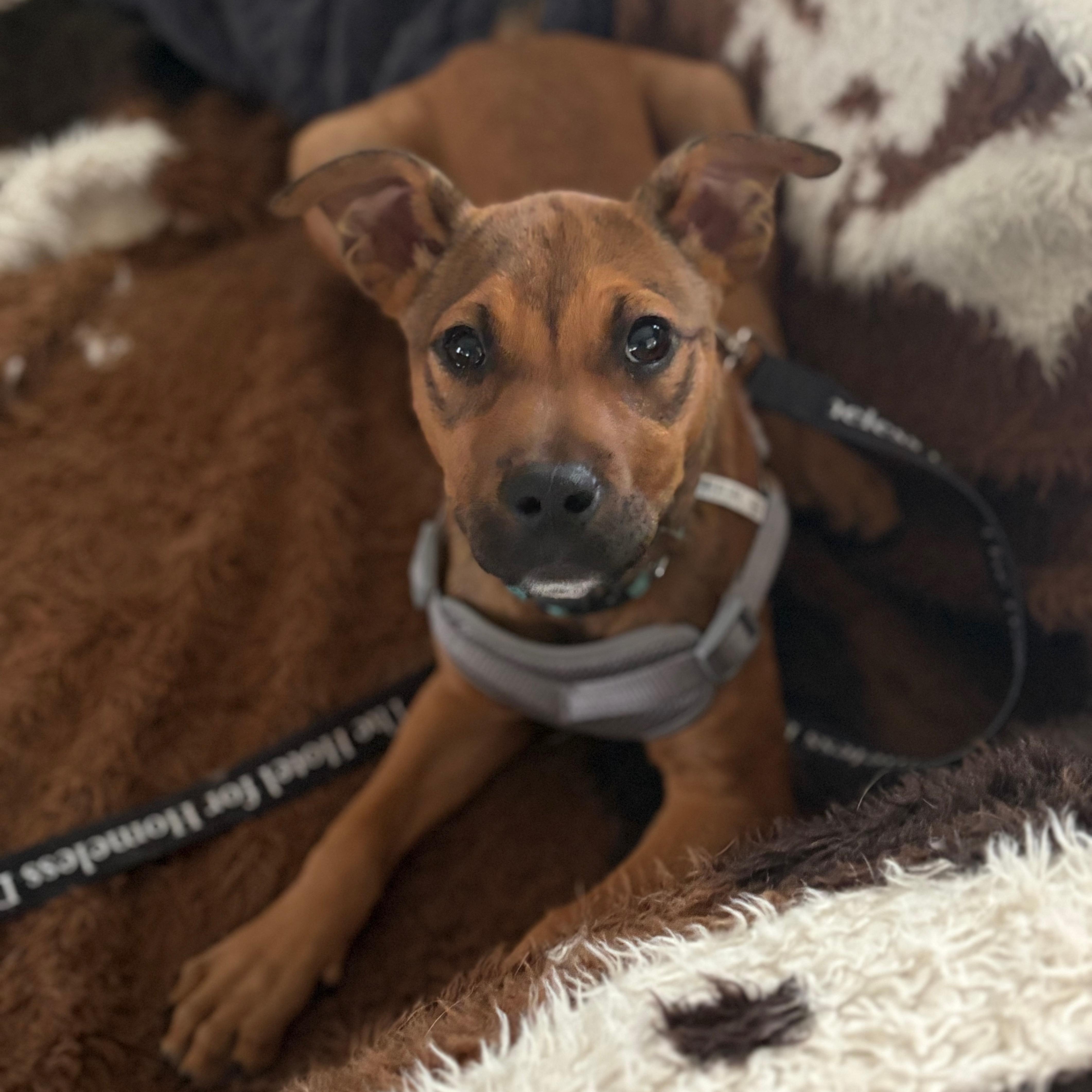 Strawberry thumbnail 2