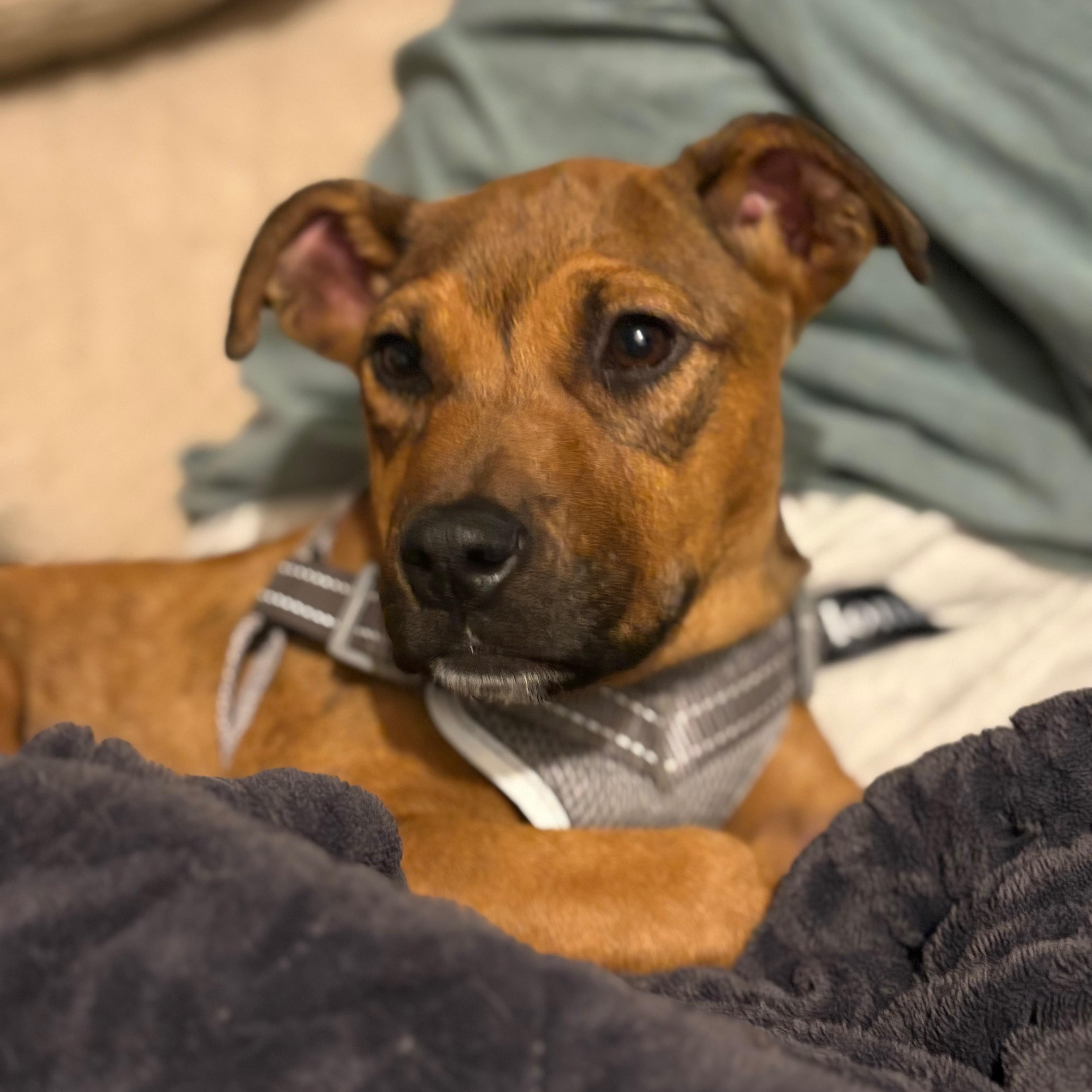 Strawberry thumbnail 3