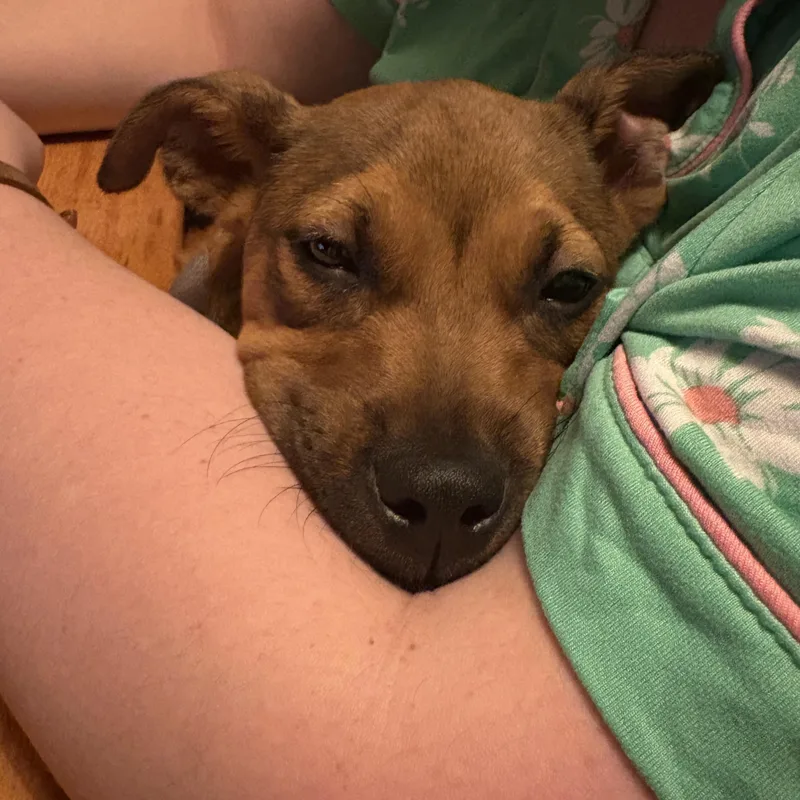 Strawberry thumbnail 4