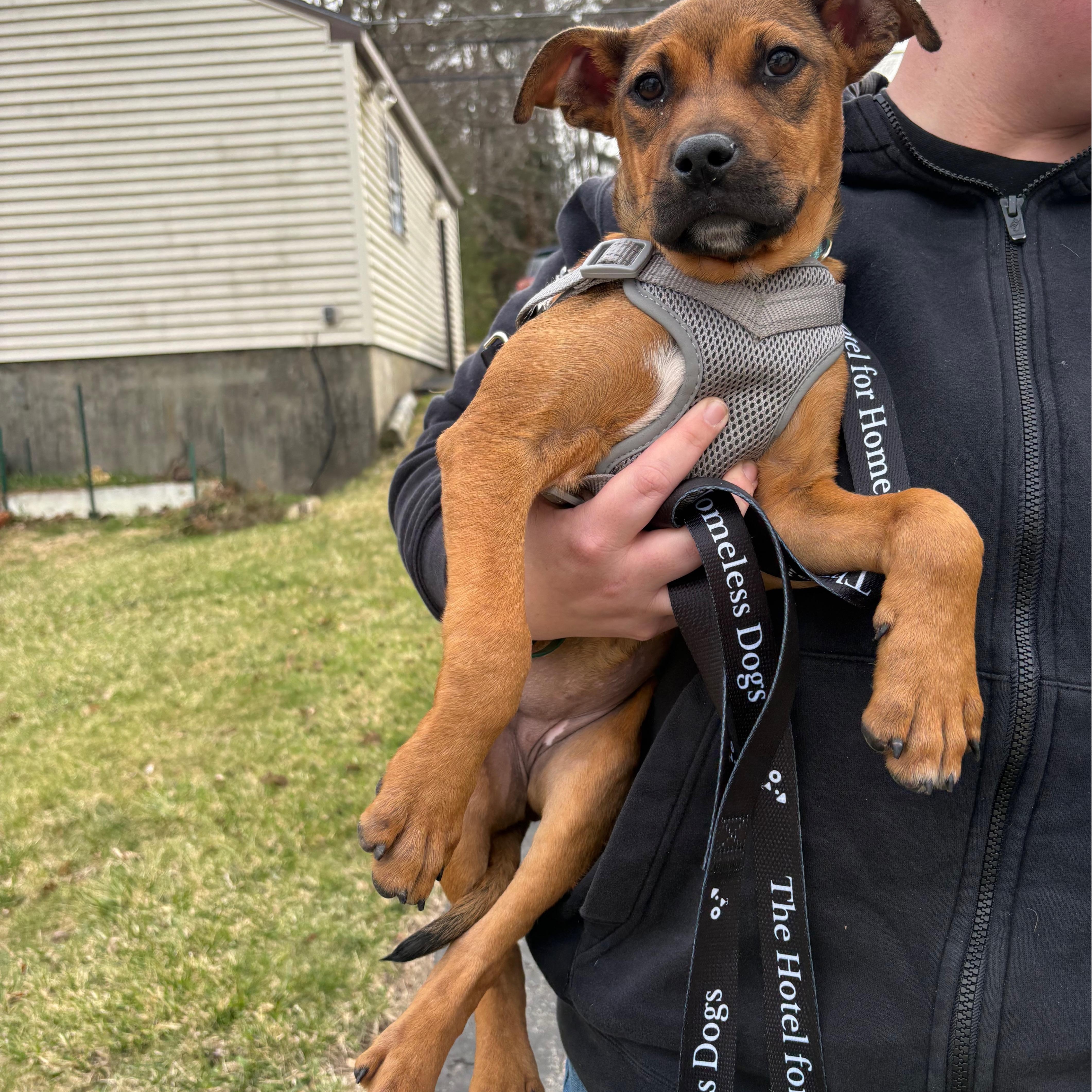 Strawberry thumbnail 5