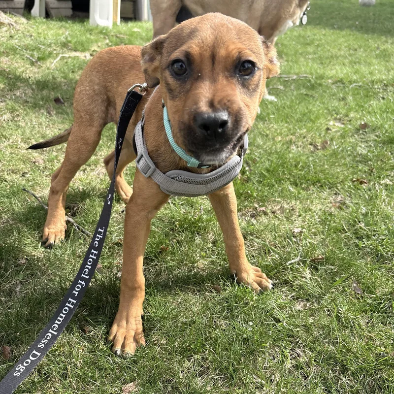 Strawberry thumbnail 6