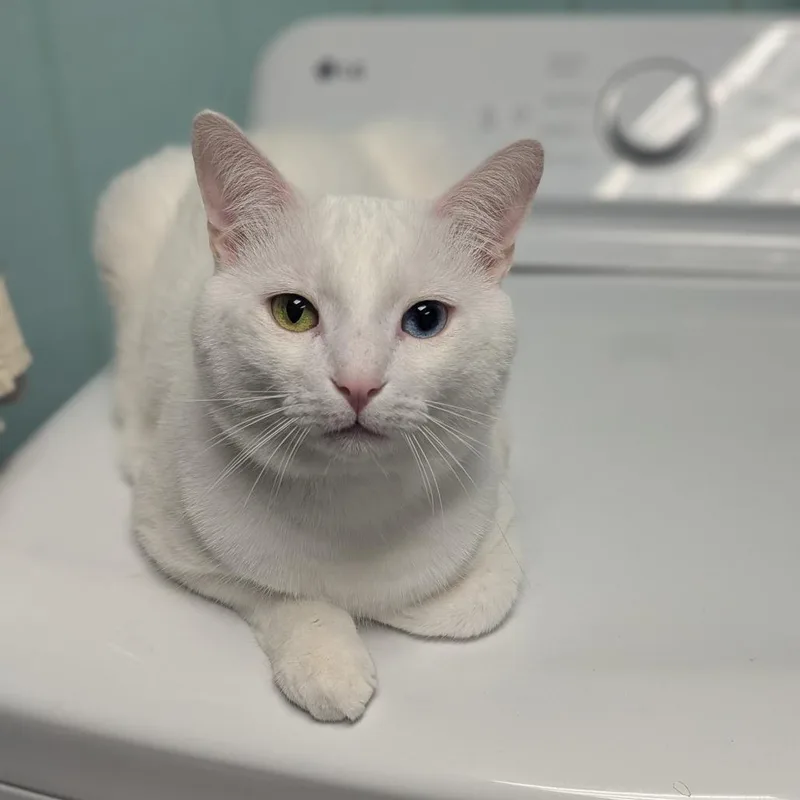 An adult medium-sized male White Domestic Short Hair cat named Bello for adoption in Buffalo, NY
