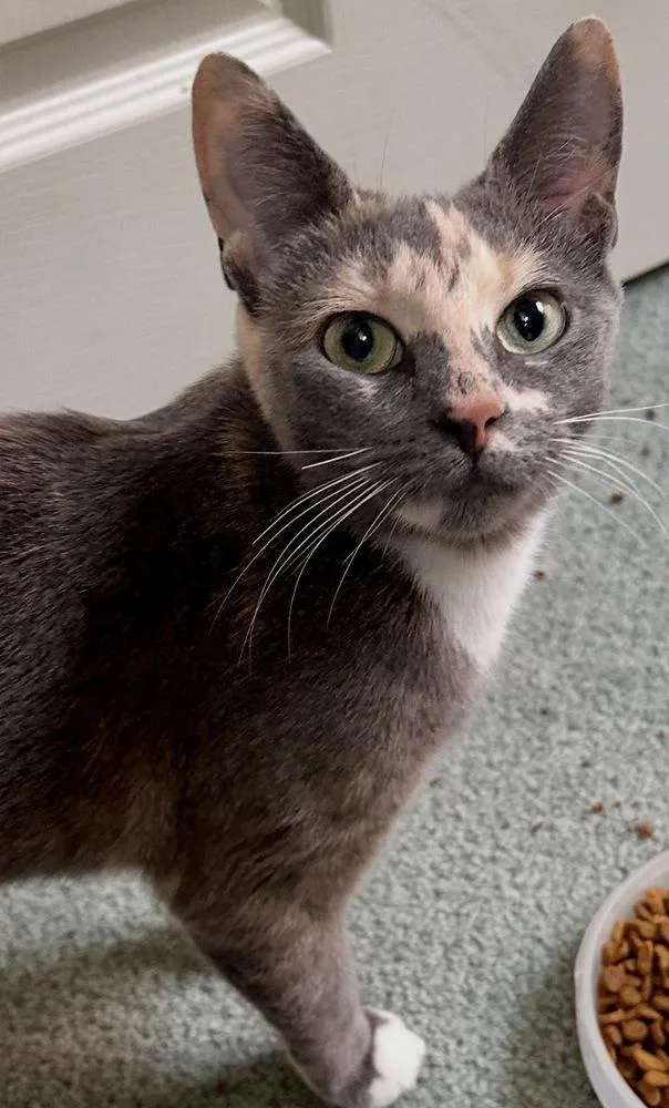 A young small-sized female Calico cat named GoT: Lady Joanna Lannister for adoption in Warren, CT