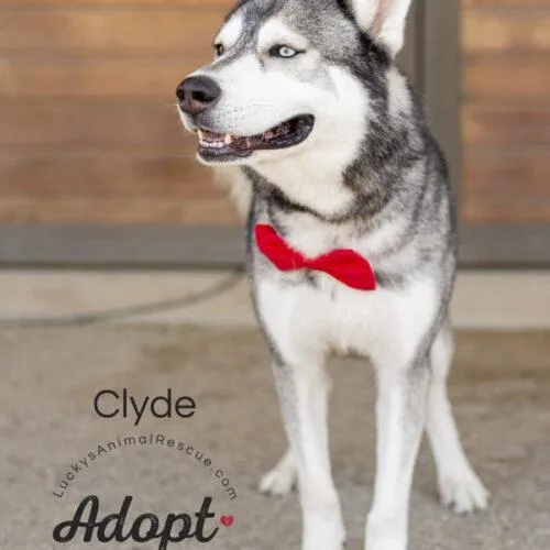 An adult large-sized male Siberian Husky dog named Clyde for adoption in Bakersfield, CA