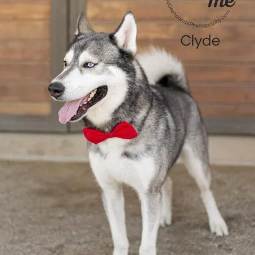 Clyde thumbnail 2