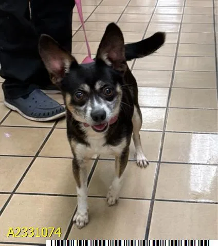 An adult medium-sized male Mixed Breed dog named Little Jay for adoption in West Palm Beach, FL