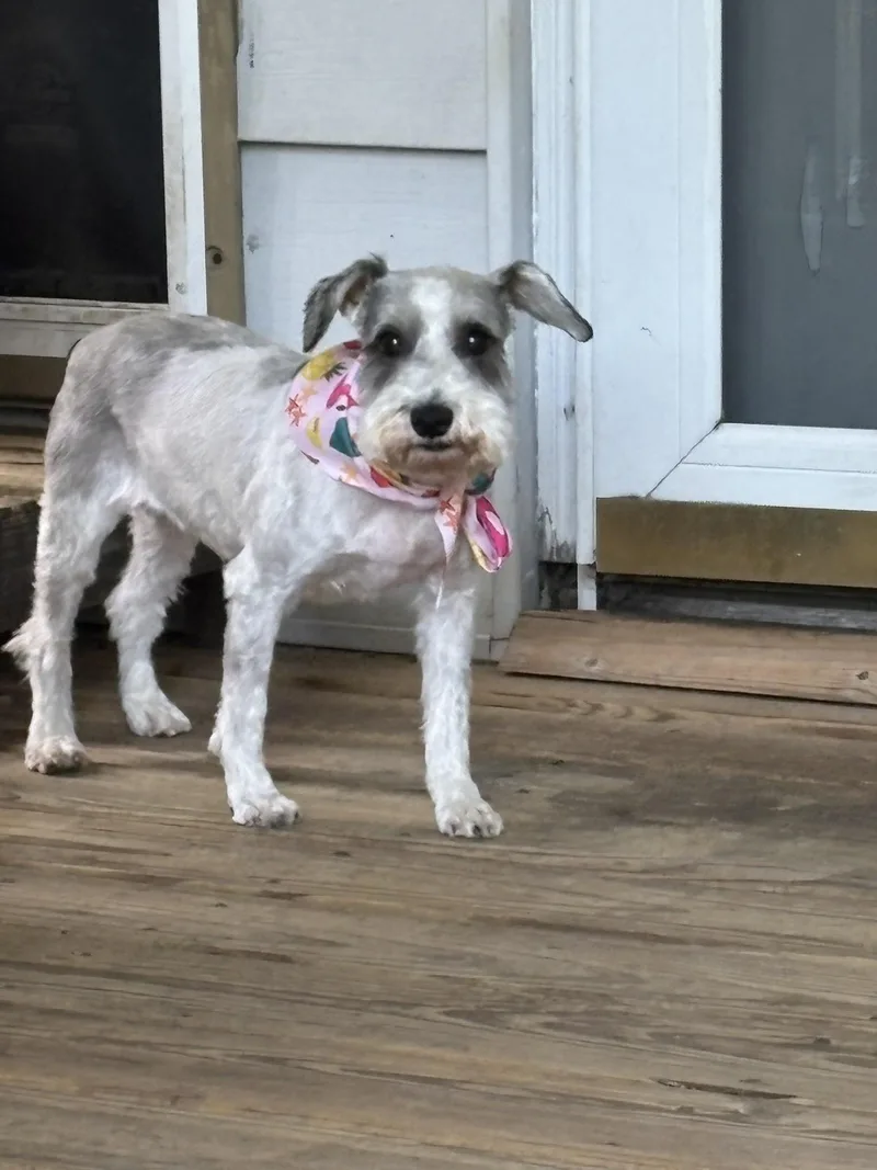 An adult small-sized female Gray / Blue / Silver Miniature Schnauzer dog named Party Paula Aka Dooby for adoption in Union Grove, WI