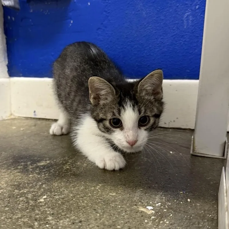 A baby small-sized male Brown / Chocolate Domestic Short Hair cat named Hugo for adoption in Los Angeles, CA