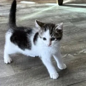 A baby small-sized male Domestic Short Hair cat named Cordel for adoption in Washington, DC