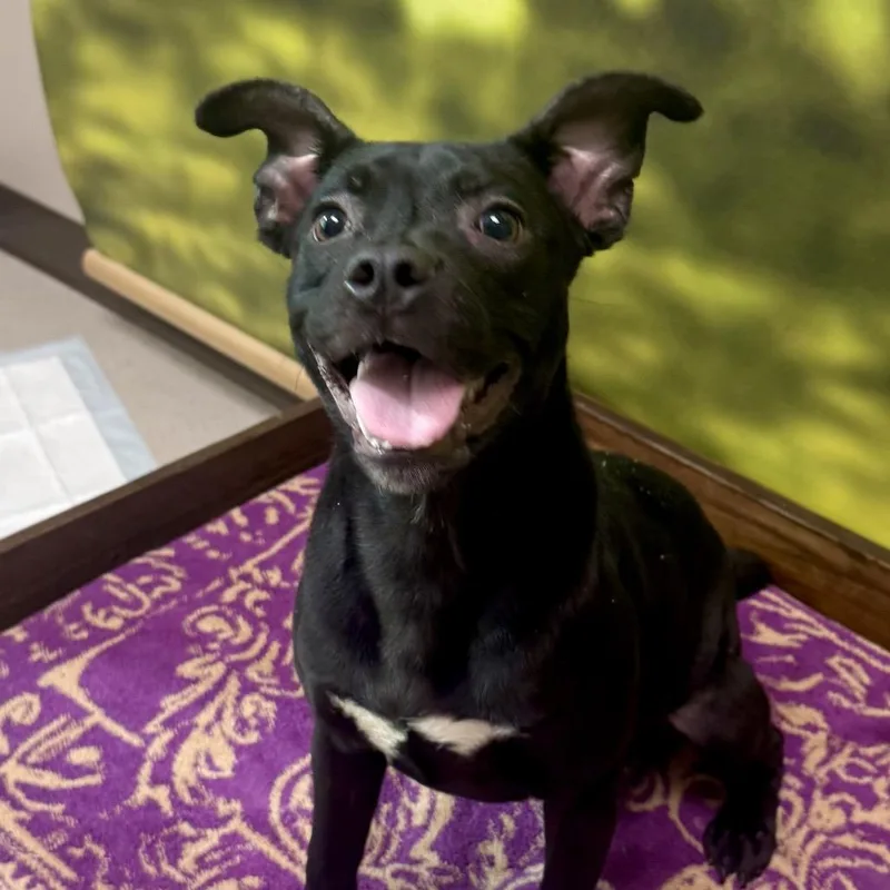 A baby medium-sized male Mixed Breed dog named Reggie for adoption in Auburn, NH