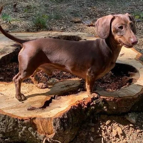 A senior small-sized male Brown / Chocolate Miniature Dachshund dog named Rugar for adoption in Martinsburg, WV
