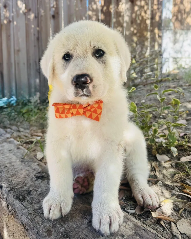 A baby extra large-sized male White / Cream Great Pyrenees dog named Yeti for adoption in Agua Dulce, CA