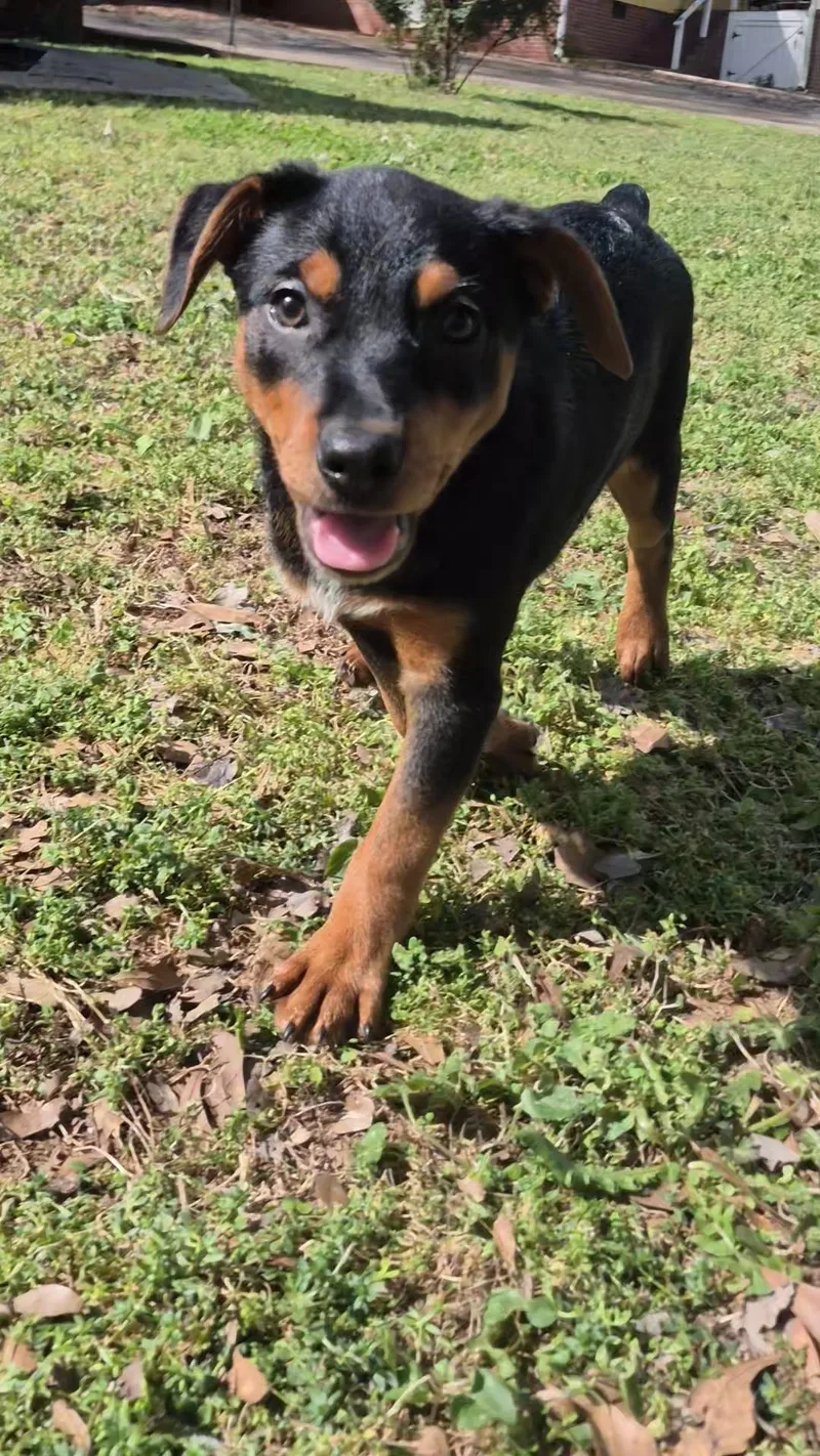 A baby medium-sized male Black Mixed Breed dog named Cricket for adoption in South Portland, ME