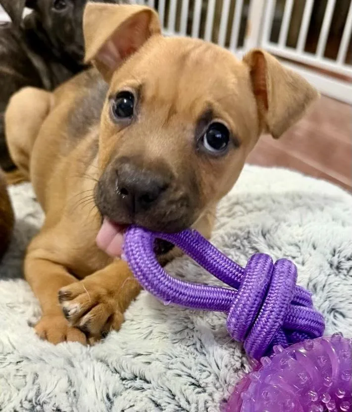 A baby large-sized female Brown / Chocolate Pit Bull Terrier dog named Haven for adoption in Greenlawn, NY