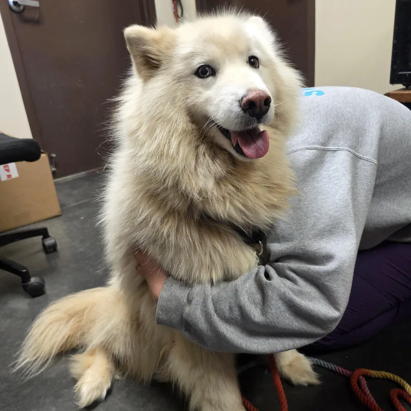 A senior medium-sized female White / Cream Husky dog named Buffy for adoption in Springfield, MO