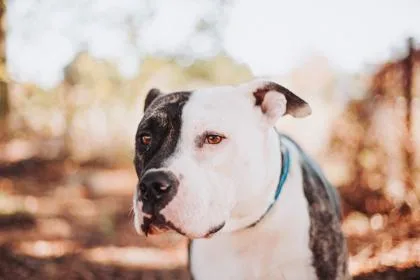 An adult large-sized male American Staffordshire Terrier dog named A Deuce for adoption in North Charleston, SC