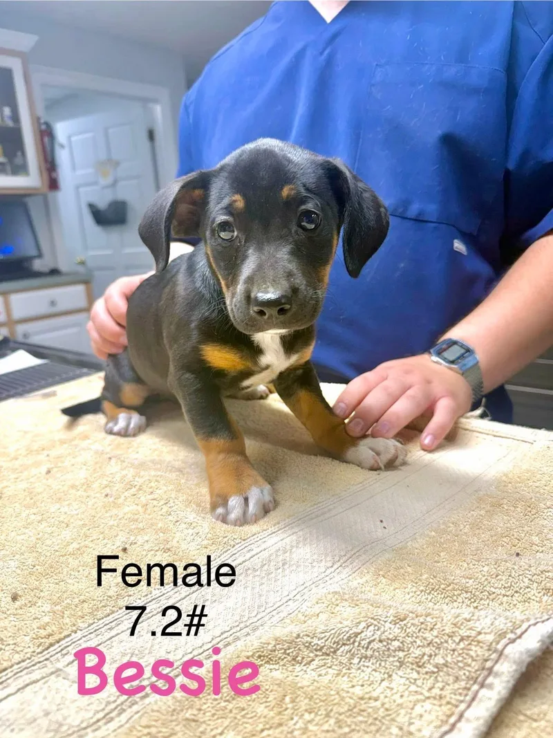 B Litter Bessie