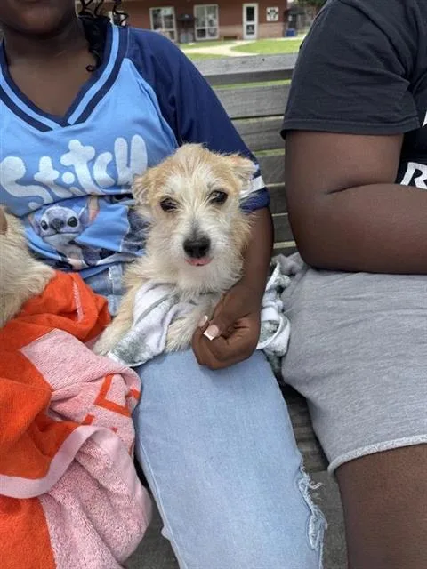 A young small-sized female Terrier dog named Cheese for adoption in San Antonio, TX