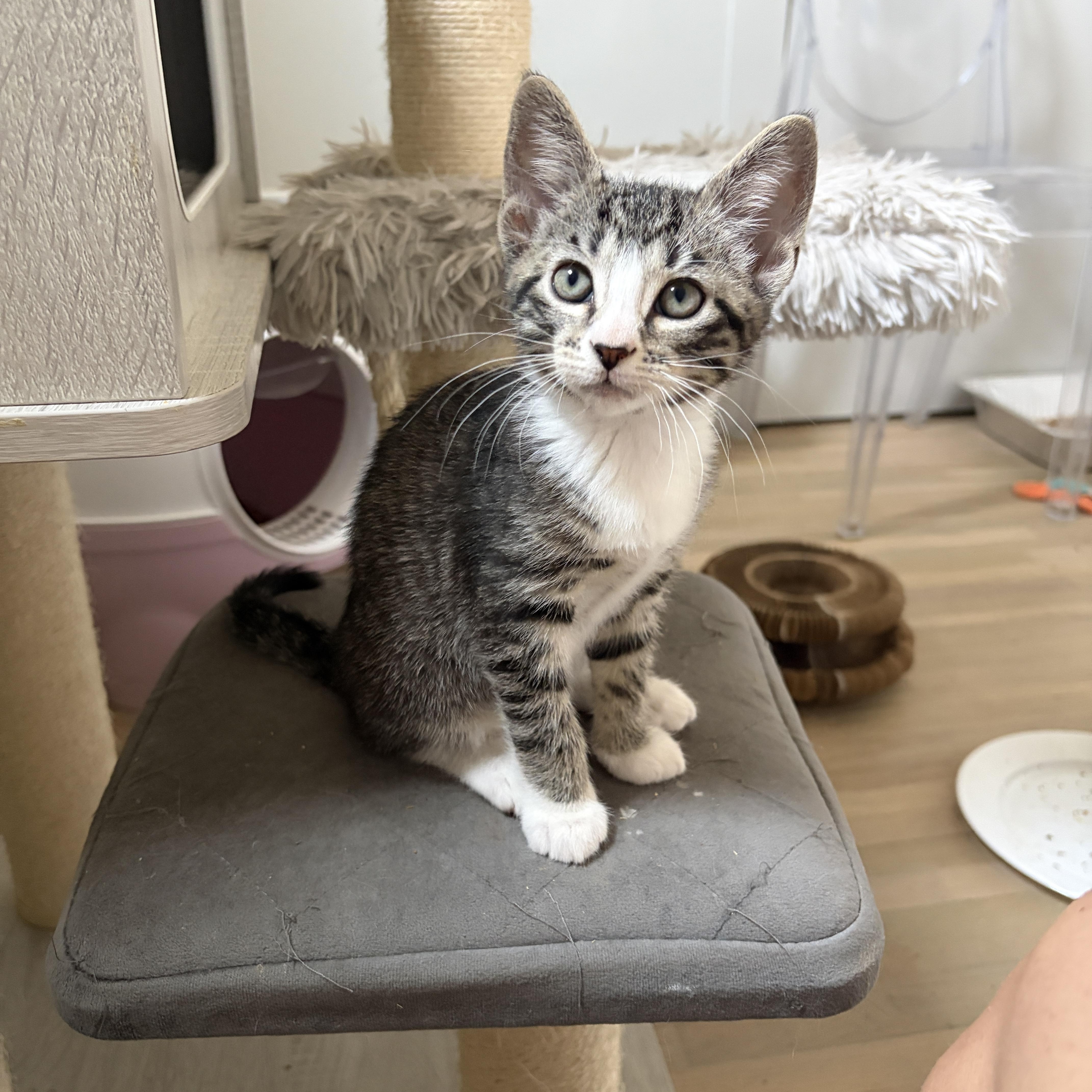 A baby medium-sized male Brown / Chocolate Tabby cat named Wesley for adoption in Moriches, NY