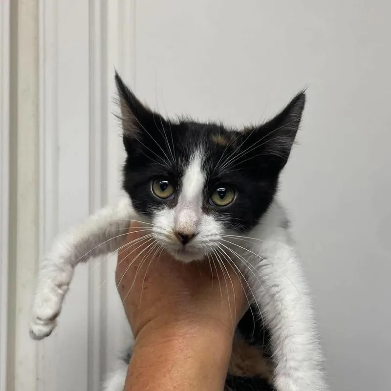 A baby small-sized female Calico Domestic Short Hair cat named Lena for adoption in Hemet, CA